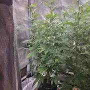 GodFeather OG F1 Auto (First) #17 #02