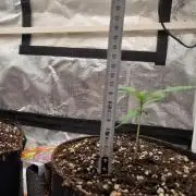 Purple Haze Auto #13 #01