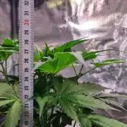 GodFeather OG F1 Auto (First) #17 #02