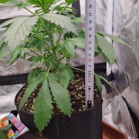 Purple Haze Auto #13 #01