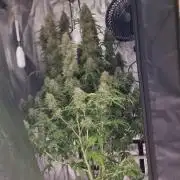 My Zoe Purple Queen Automatic (RQS)