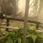 Purple Haze Auto #14 #02