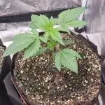 My Zoe Runtz F1 Hybrid Auto (Zamnesia)
