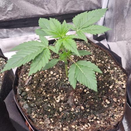 My Zoe Runtz F1 Hybrid Auto (Zamnesia)