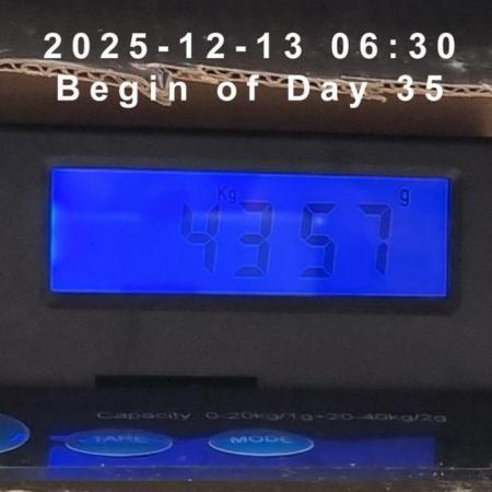 My Zoe Purple Queen Automatic (RQS)