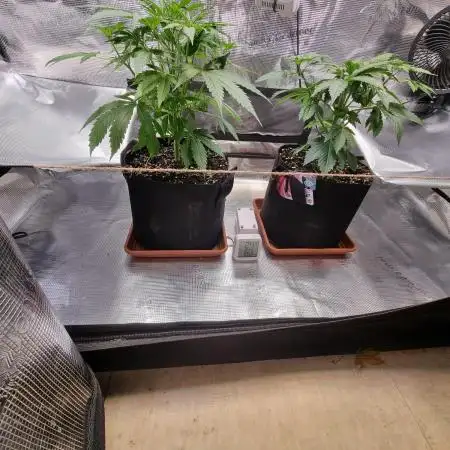 My Zoe Runtz F1 Hybrid Auto (Zamnesia)