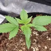 GodFeather OG F1 Auto (First) #17 #02