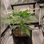 My Zoe Purple Queen Automatic (RQS)