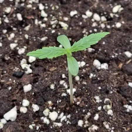 My Zoe Wurlz F1 Hybrid  Auto (Zamnesia)