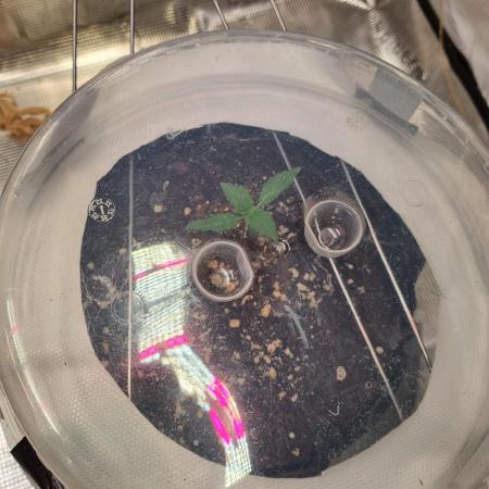 GodFeather OG F1 Auto (First) #17 #02