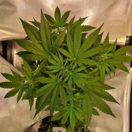 My Zoe Wurlz F1 Hybrid  Auto (Zamnesia)