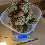 Purple Haze Auto #13 #01