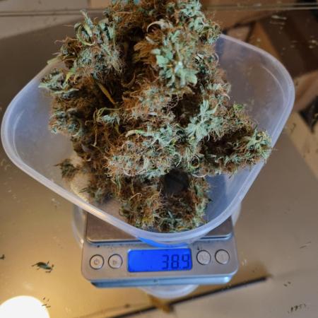 Purple Haze Auto #13 #01