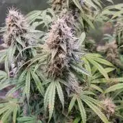 My Zoe Purple Queen Automatic (RQS)