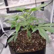 My Zoe Purple Queen Automatic (RQS)