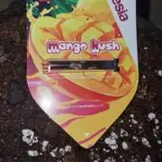 Mango Kush Auto #15 #1