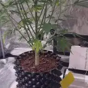 GodFeather OG F1 Auto (First) #18 #03