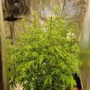 My Zoe Purple Queen Automatic (RQS)