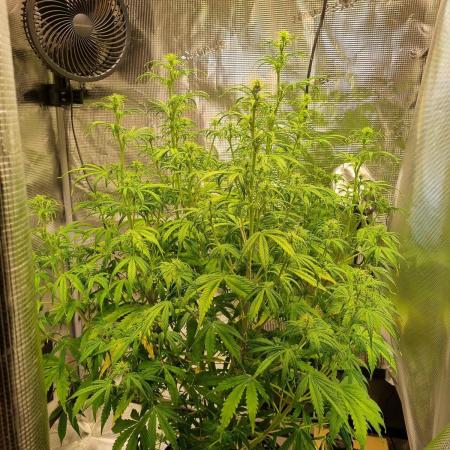 My Zoe Purple Queen Automatic (RQS)