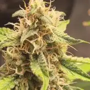 GodFeather OG F1 Auto (First) #17 #02