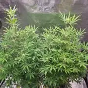 GodFeather OG F1 Auto (First) #18 #03