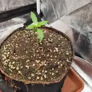 Purple Haze Auto #13 #01