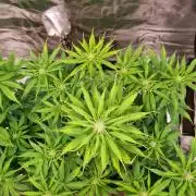 GodFeather OG F1 Auto (First) #16 #01