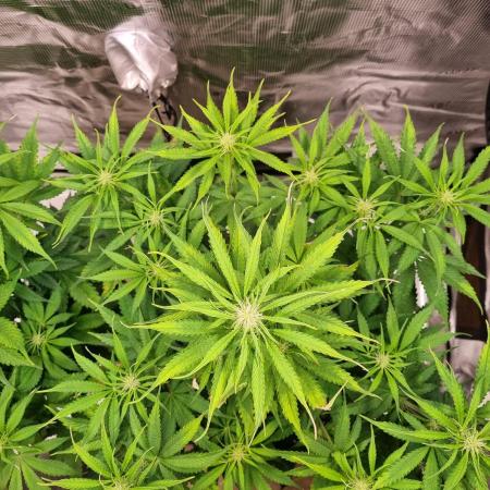 GodFeather OG F1 Auto (First) #16 #01