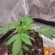 Purple Haze Auto #14 #02