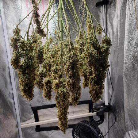 Mango Kush Auto #15 #1