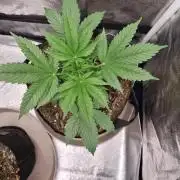 GodFeather OG F1 Auto (First) #16 #01
