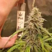 My Zoe Wurlz F1 Hybrid  Auto (Zamnesia)