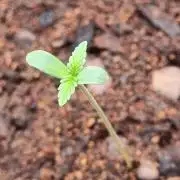 GodFeather OG F1 Auto (First) #18 #03