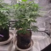 GodFeather OG F1 Auto (First) #16 #01