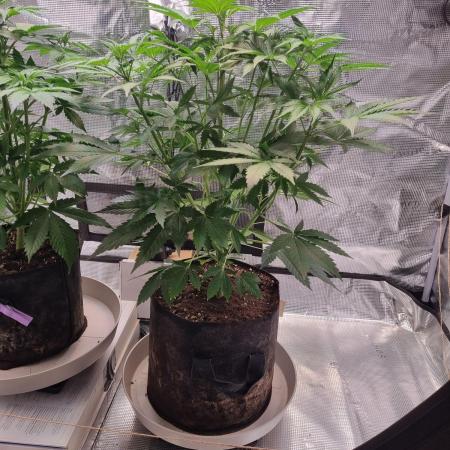 GodFeather OG F1 Auto (First) #16 #01