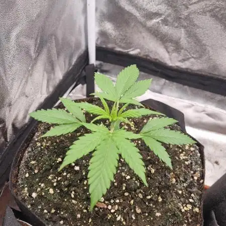 My Zoe Wurlz F1 Hybrid  Auto (Zamnesia)