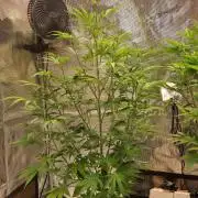 GodFeather OG F1 Auto (First) #18 #03