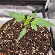 Purple Haze Auto #13 #01