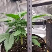 GodFeather OG F1 Auto (First) #17 #02