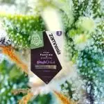 My Zoe Report - Black Orchid Auto #3