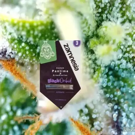 My Zoe Report - Black Orchid Auto #3