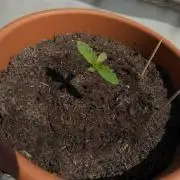 Frisian Duck guerilla