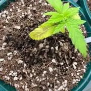 我的植物看起来不健康，这是什么原因？