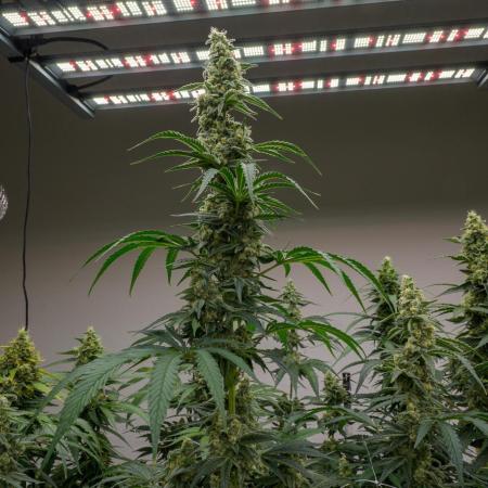 Kannabia Apple Fritter -  Pheno Hunting