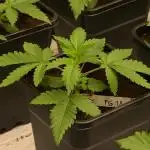 Kannabia Pink Gelato - Pheno Hunting