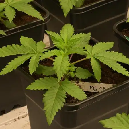 Kannabia Pink Gelato - Pheno Hunting