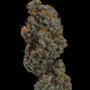 Kannabia Pink Gelato - Pheno Hunting