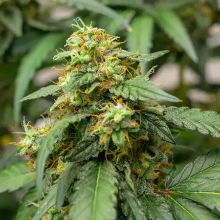 Kannabia Pink Gelato - Pheno Hunting