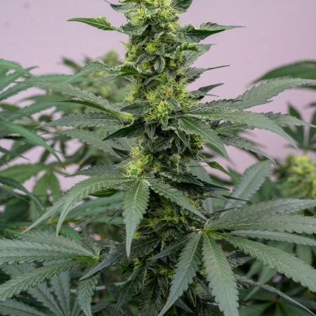 Kannabia Apple Fritter -  Pheno Hunting