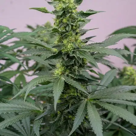 Kannabia Apple Fritter -  Pheno Hunting